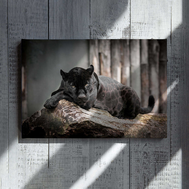 Black Jaguar Animal Wrapped Canvas QT301274Eg